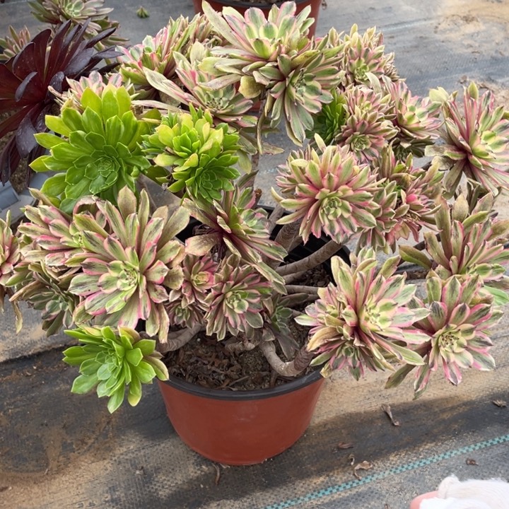 81花莲粉黛断枝法师多肉断枝不售后