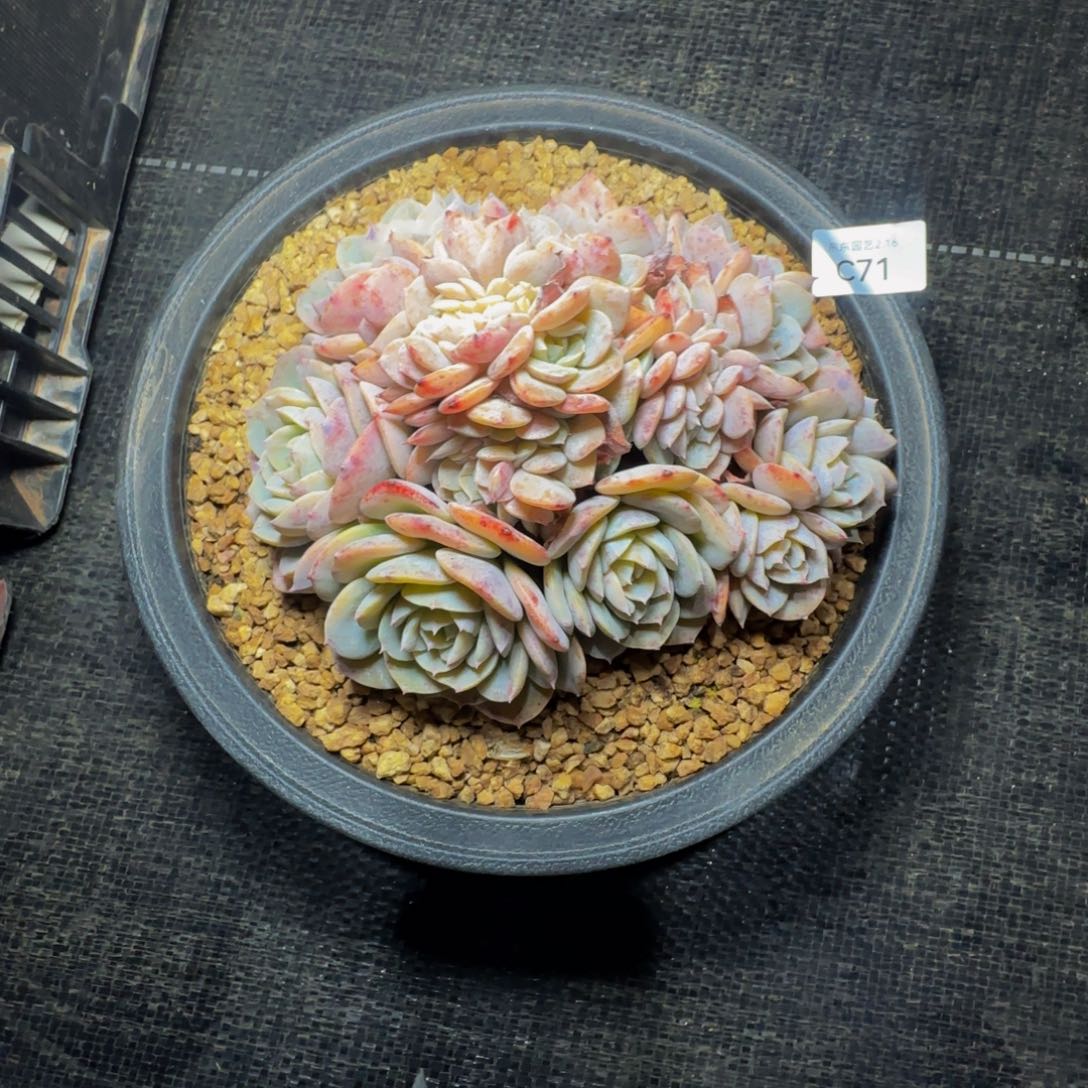 可*c c c c c c c c 71