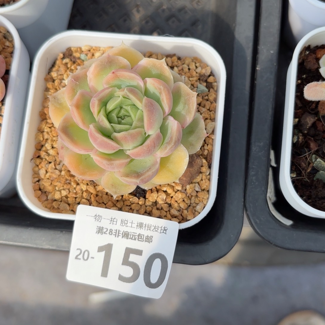 水晶虾饺单头多肉多肉