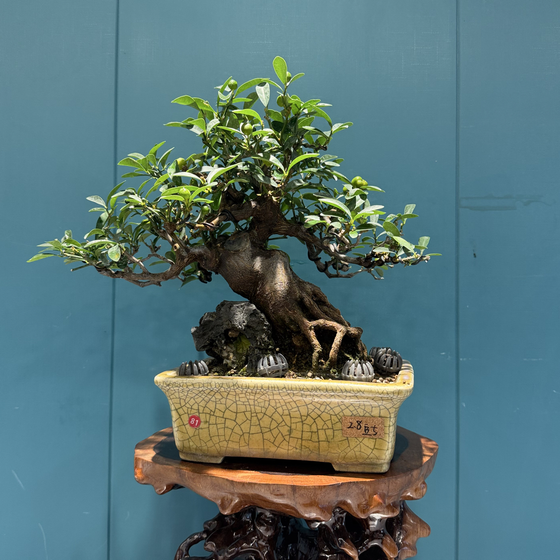 小嗯八房柑豆子黄荆一手托盆景盆栽中国变脸解读动态