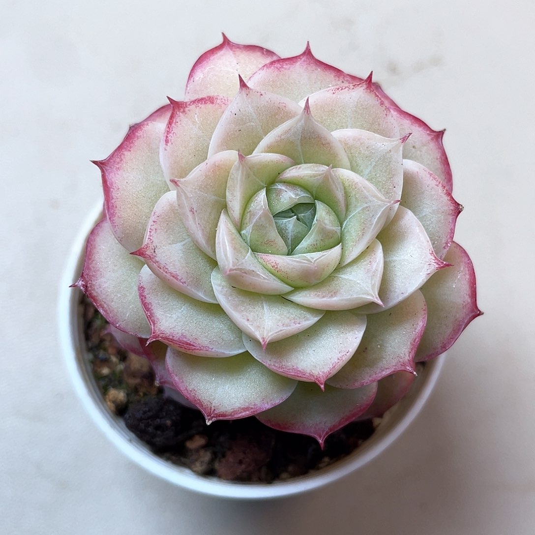 优选28号女王1051