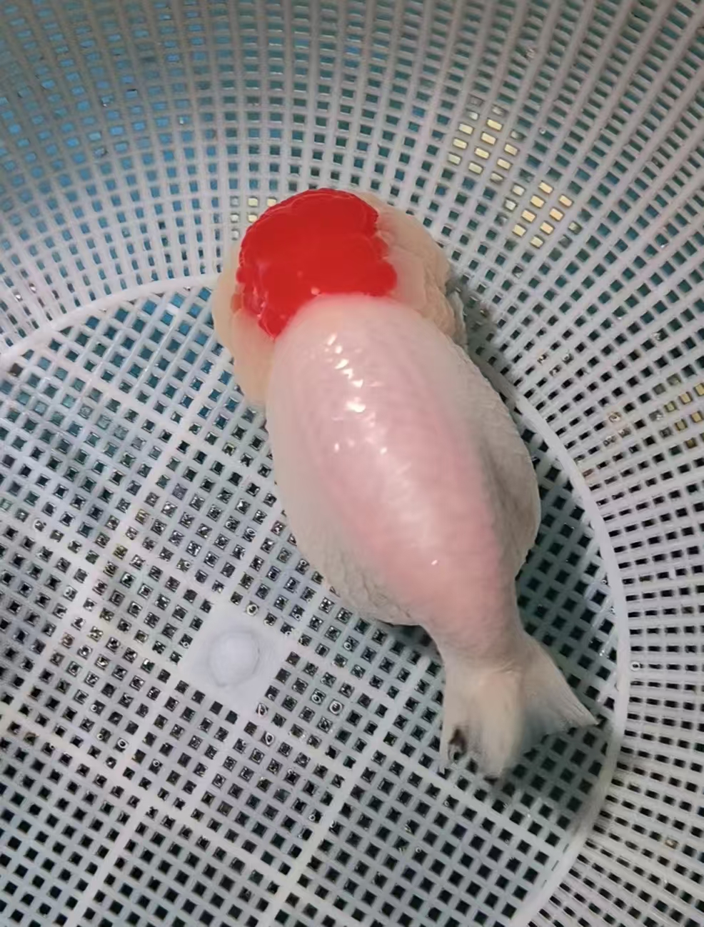 小鱼哥1号可爱观赏鱼宠