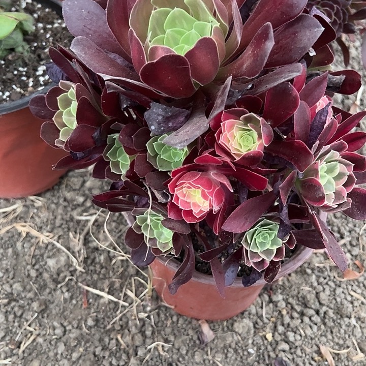 美杜莎阴阳多肉植物坏
