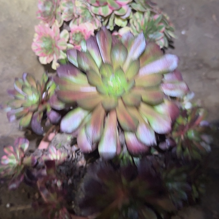 精品组合老桩尾货福利35