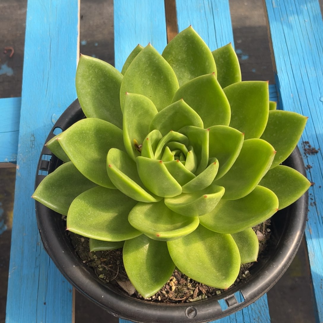 小雨多肉的单头翠花