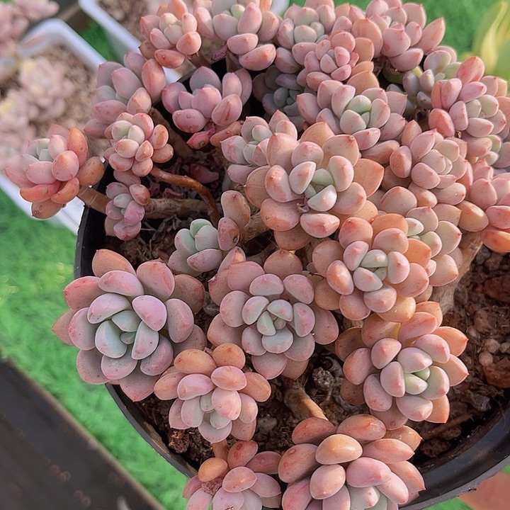 白鹭05150多肉植物