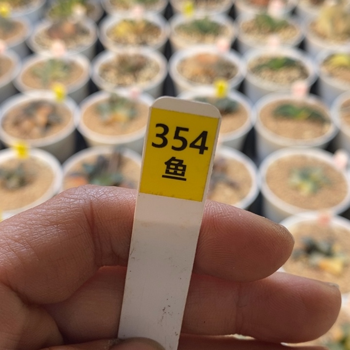 354号专拍可可可可可可