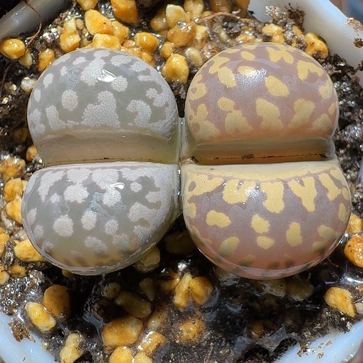 生石花111121。  239