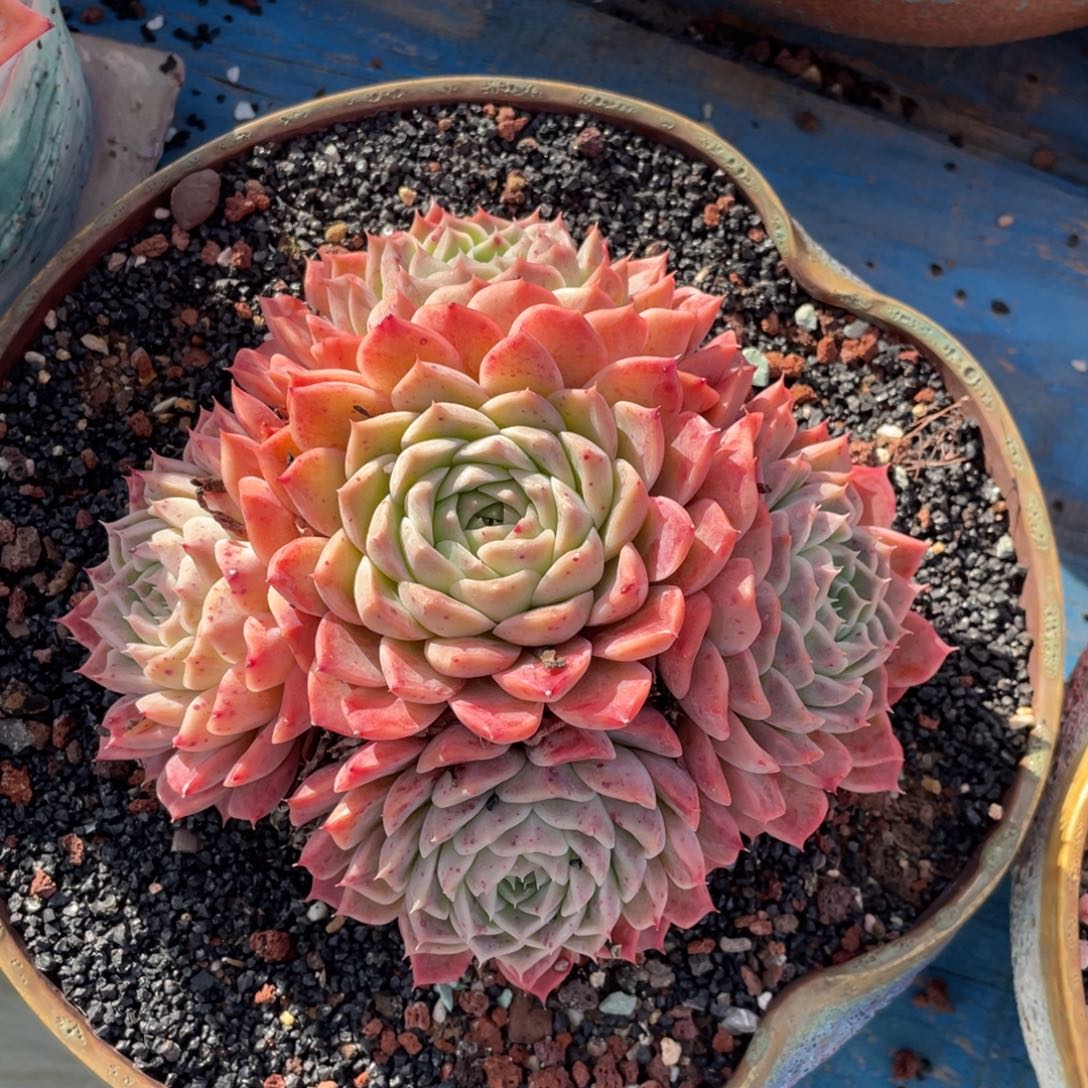 多肉植物盆栽多肉