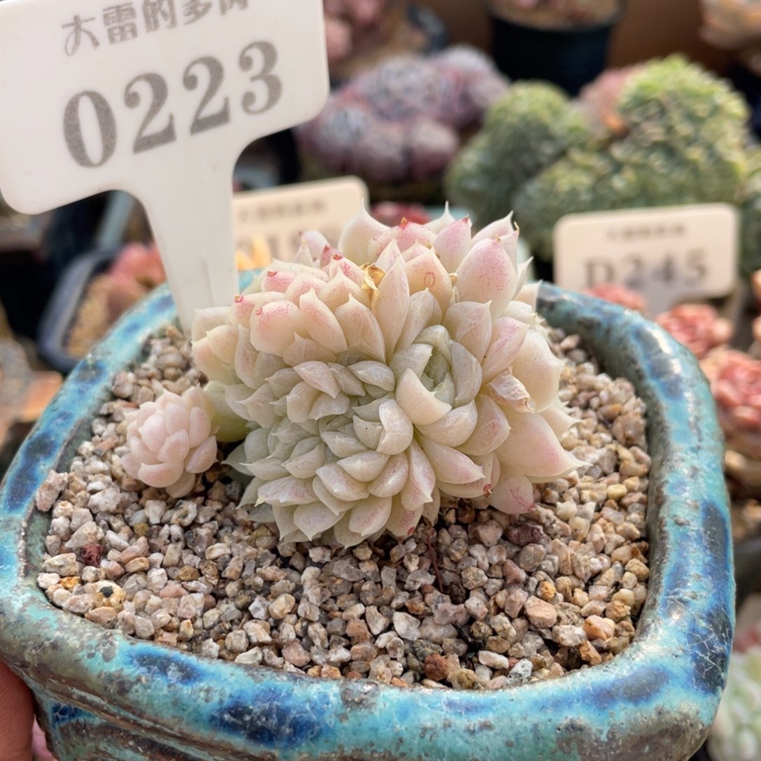 0223白月影缀不带盆7厘米