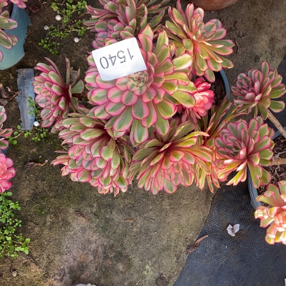 白月光1540号白月光