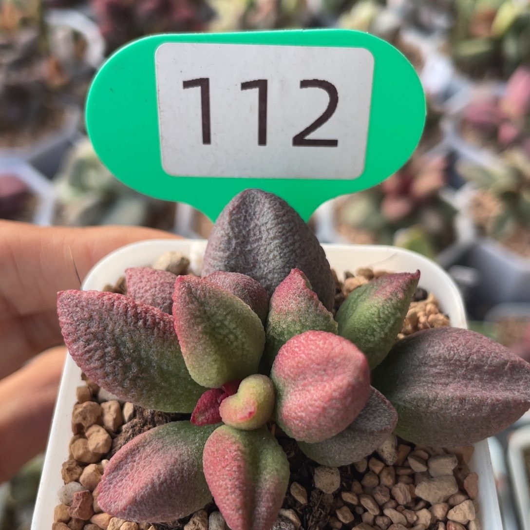      98号服部系列。     