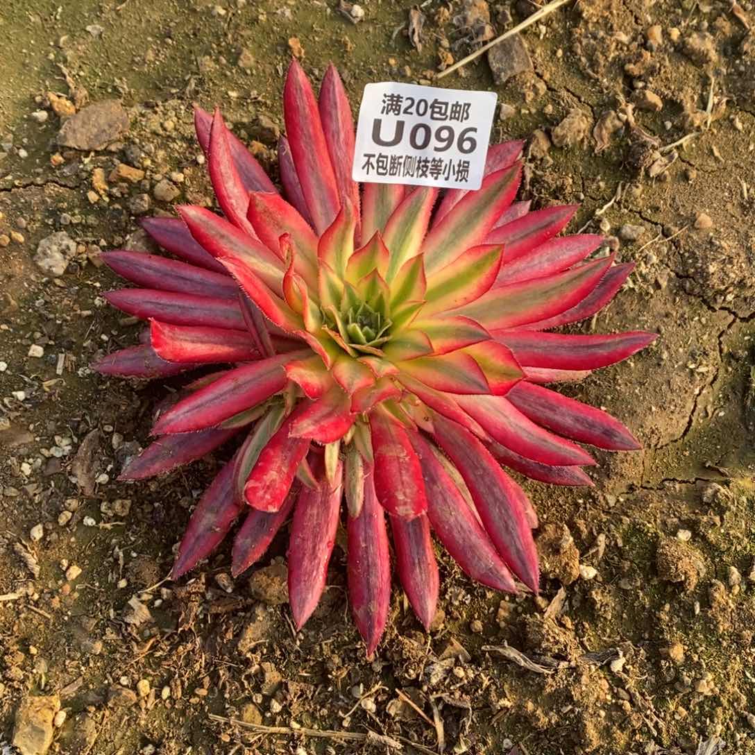 096朱雀多肉法师锦