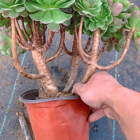 509万圣节多肉植物