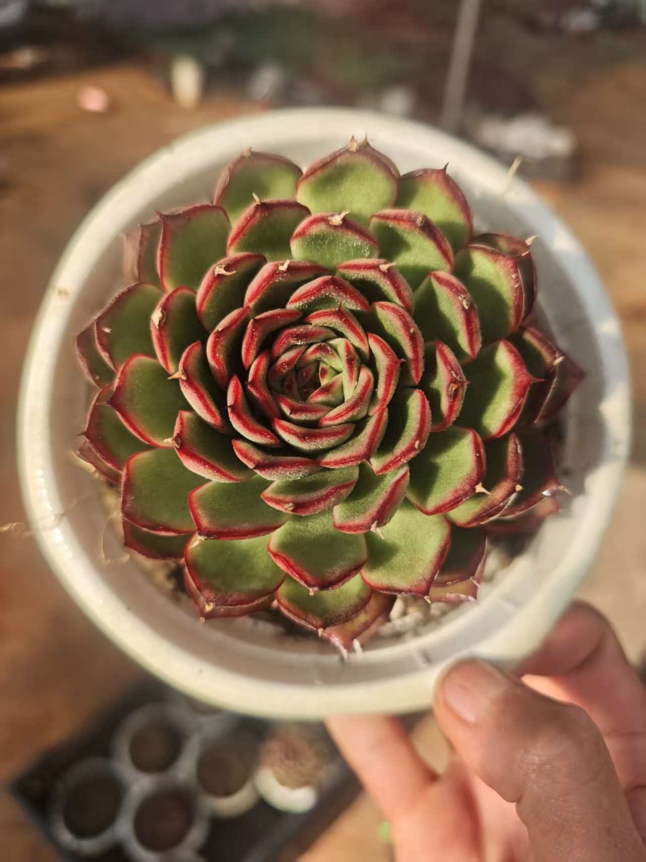 萤火虫         11多肉