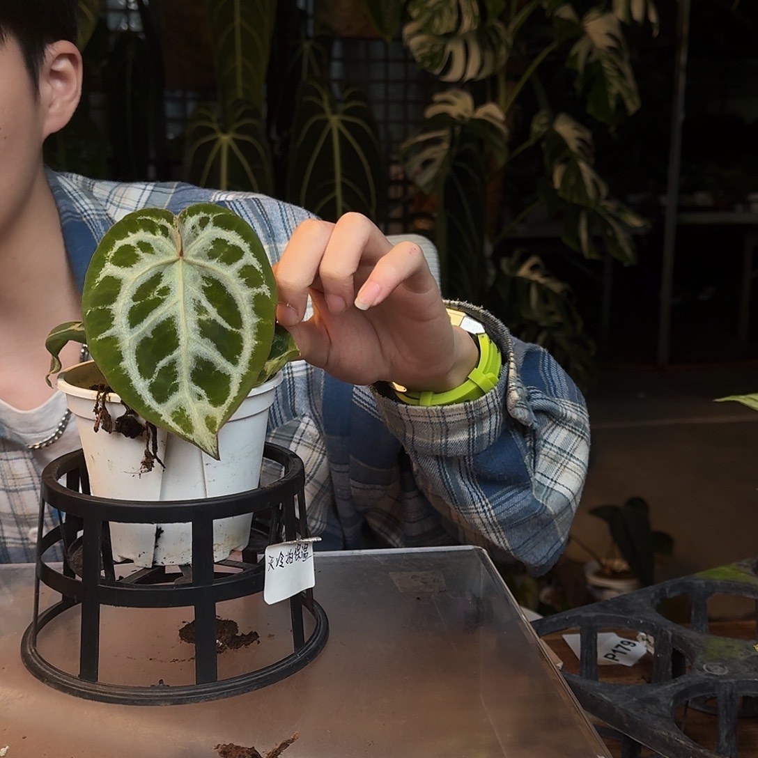 完全开放L42黑色面纱杂银色闪光