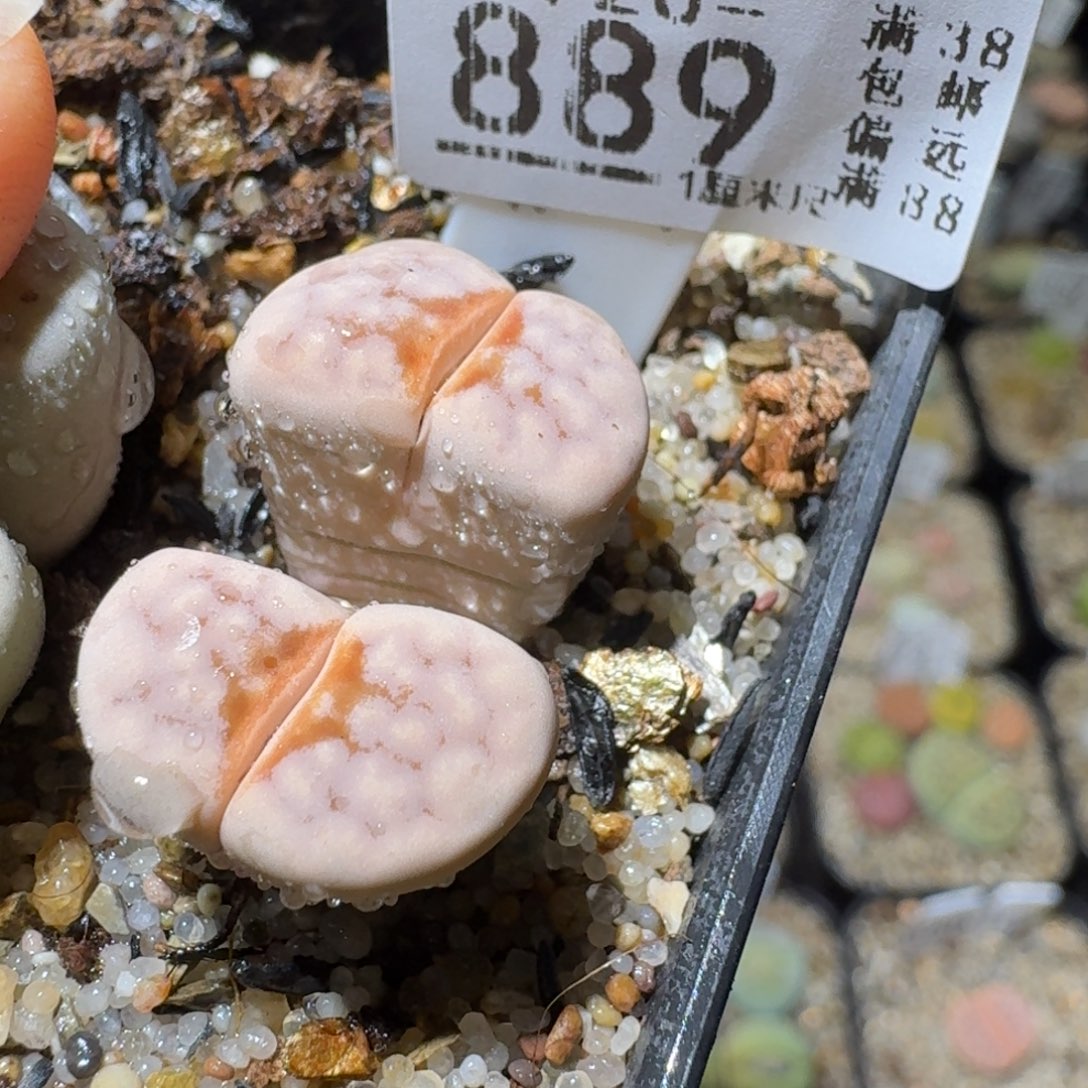 Sss精品清仓便宜889