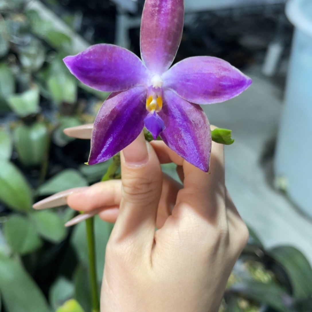 完全开放柳林3585蝴蝶兰