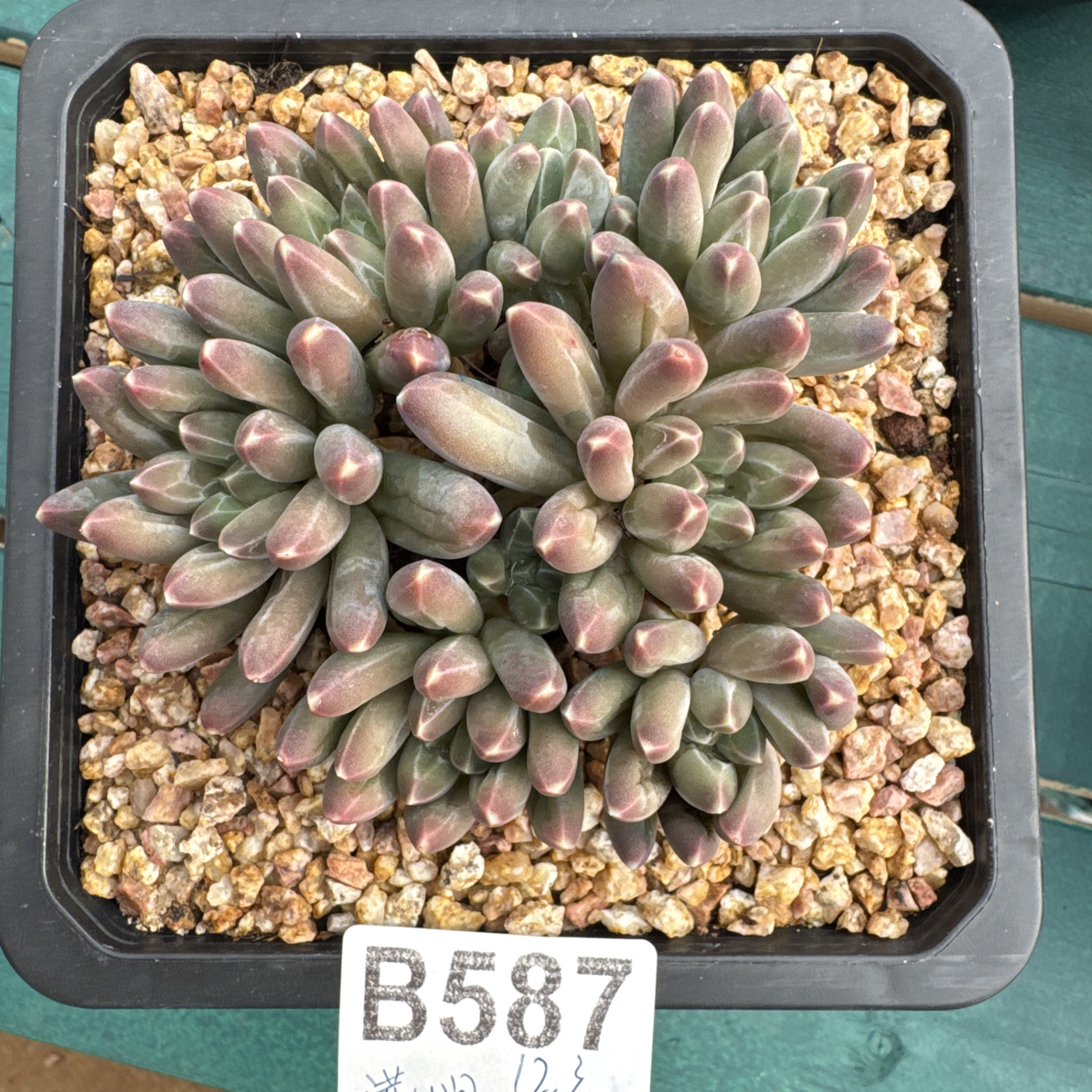 B587，满山月多肉植物伊卡鲁斯