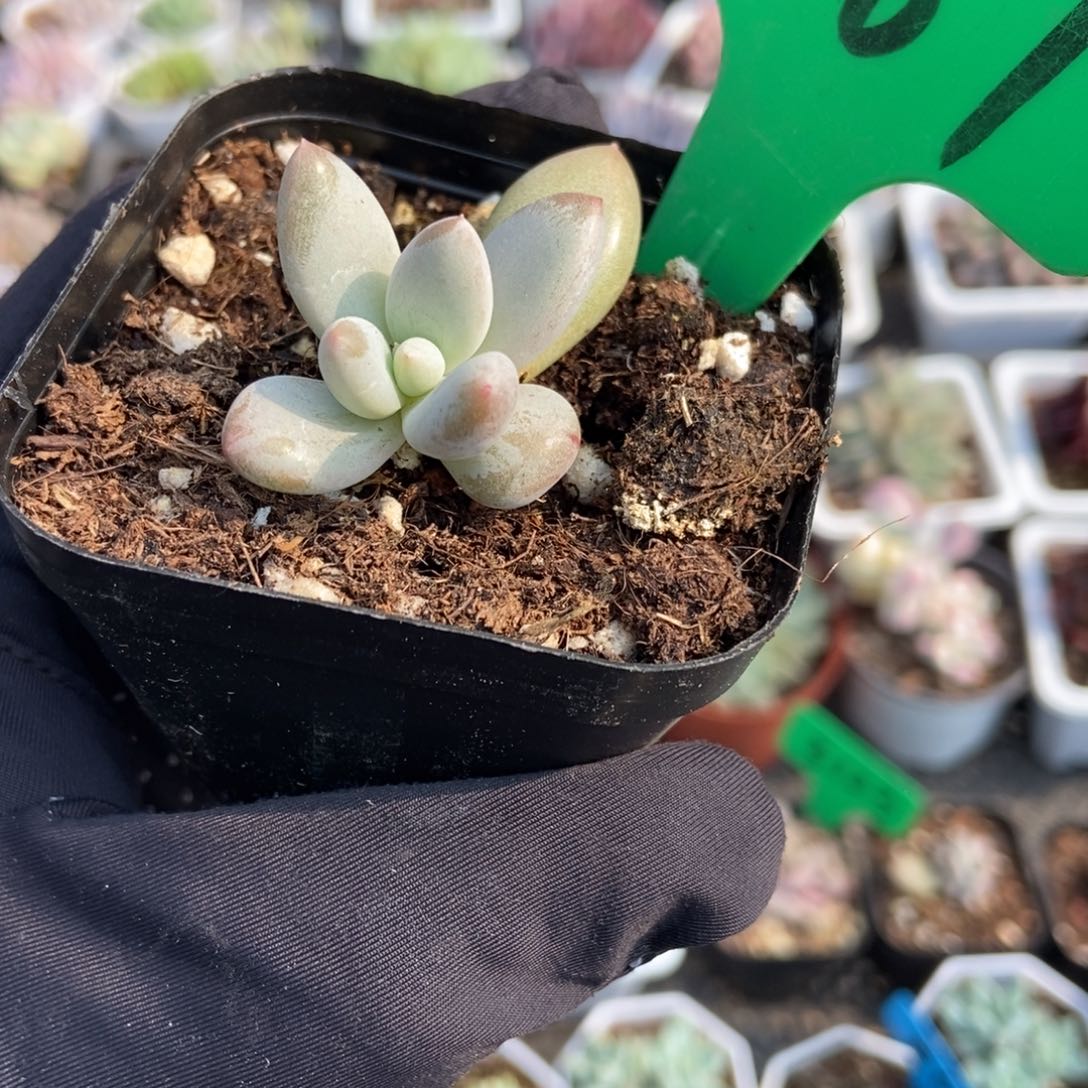 3067哥特多肉植物保护