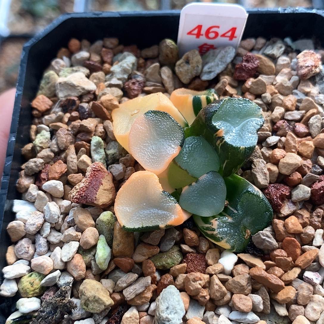 红陶464号空门万象锦