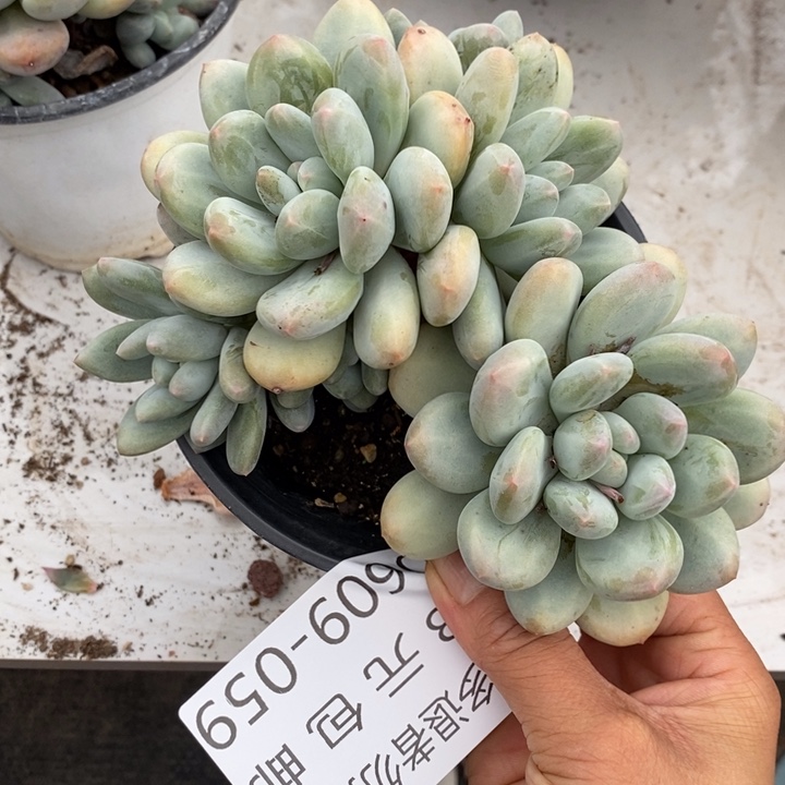 渡**音夏悦多肉0609-59香水