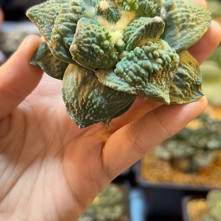 39号苗接好怒怒涛7.8公分无根