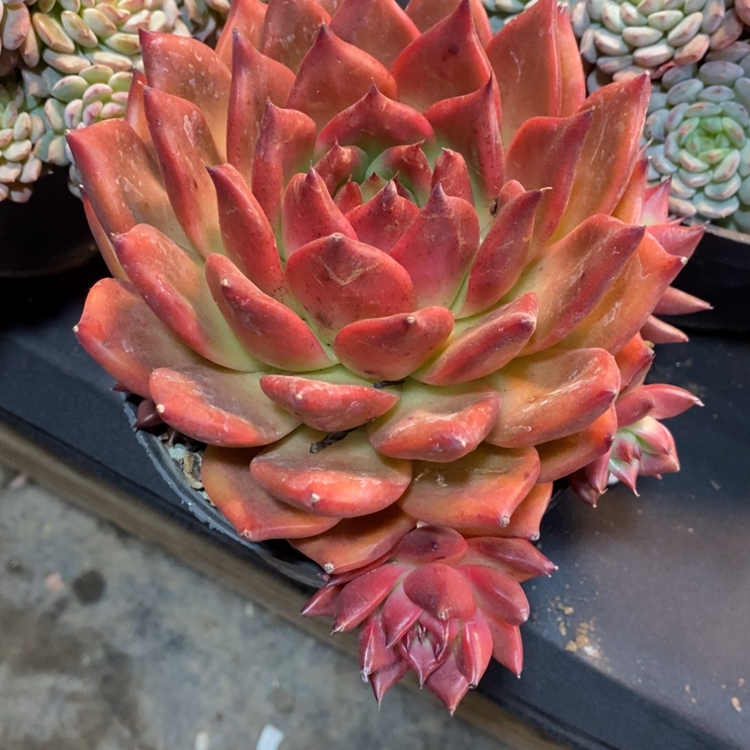 老阿姨花卉一物一拍