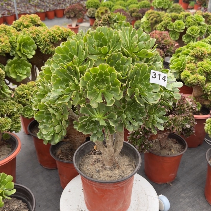 豆***儿多肉植物原始绿314