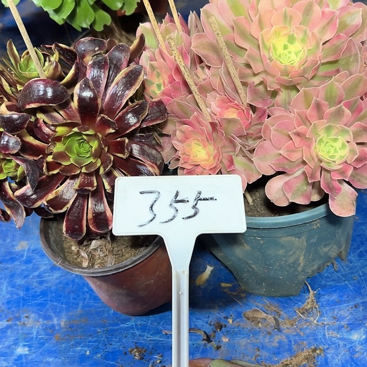 多肉植物组合2个