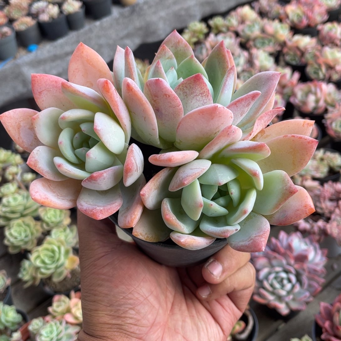 0308 凤橙  六月六