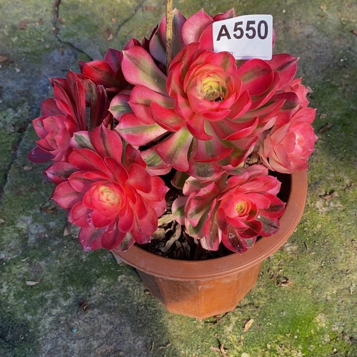 玉*倾城多肉植物550