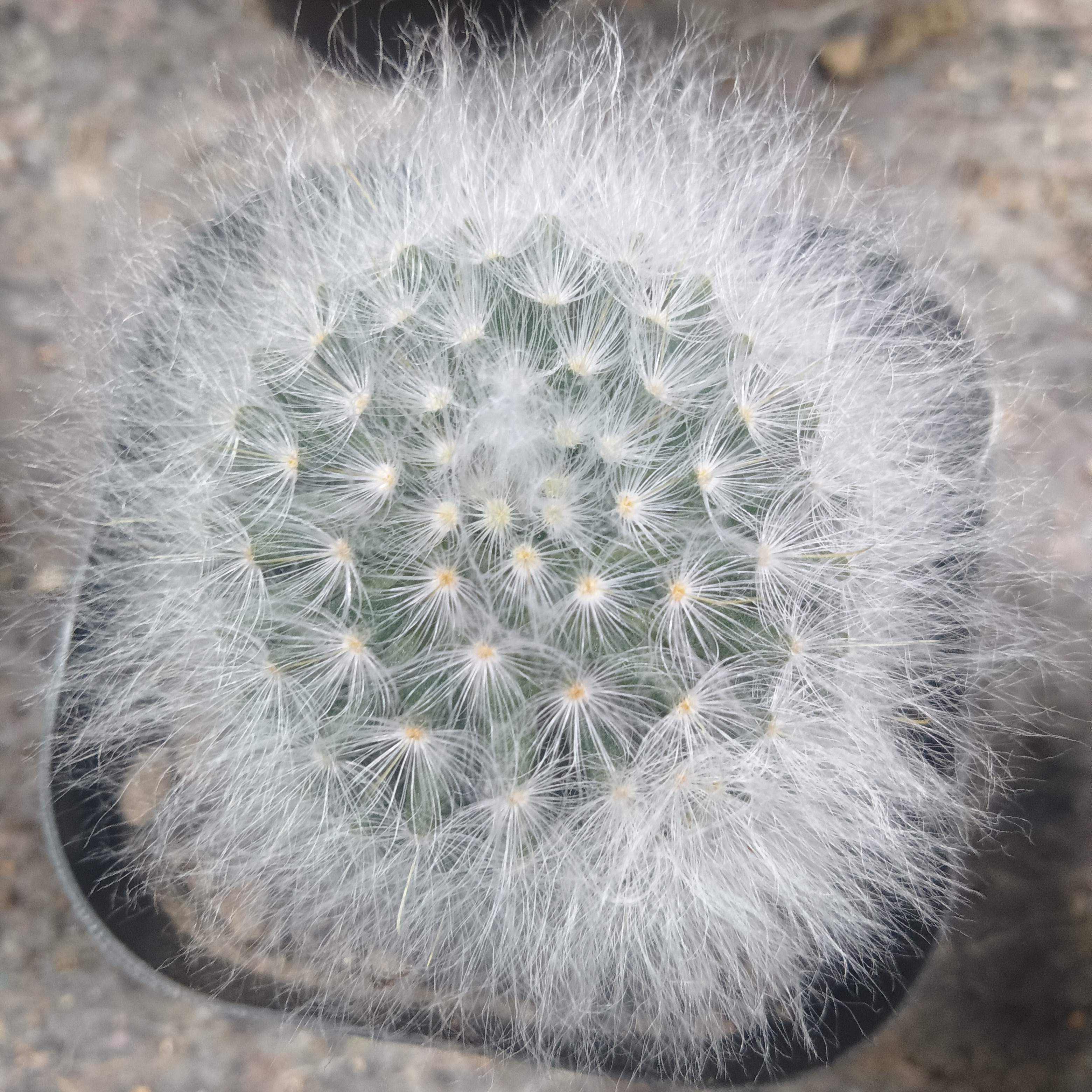 白云高沙仙人球带盆发货4-5厘米冠幅