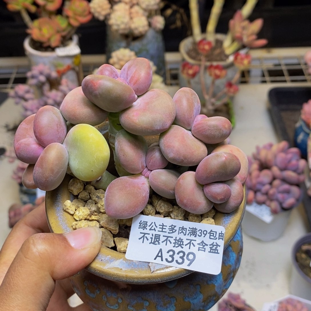 339芒果奶kk奶多肉8cm