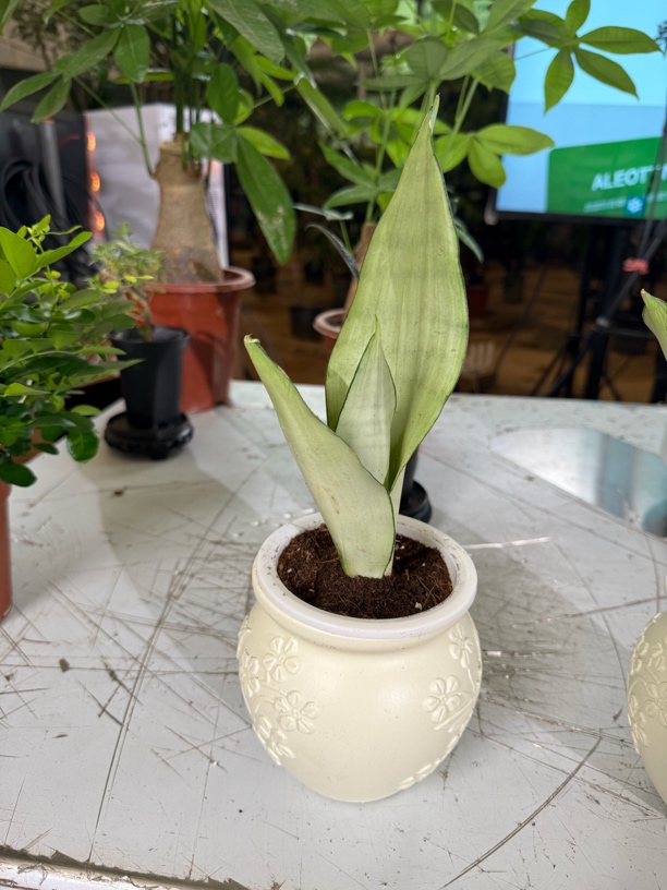 浮雕花盆+白玉虎皮兰