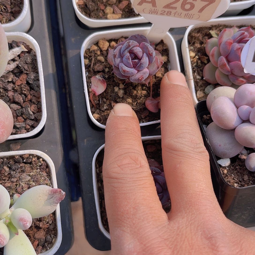 D267黑橙一物一拍