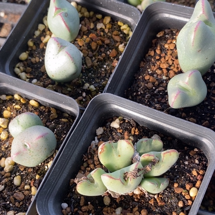 1642一组一组四盒