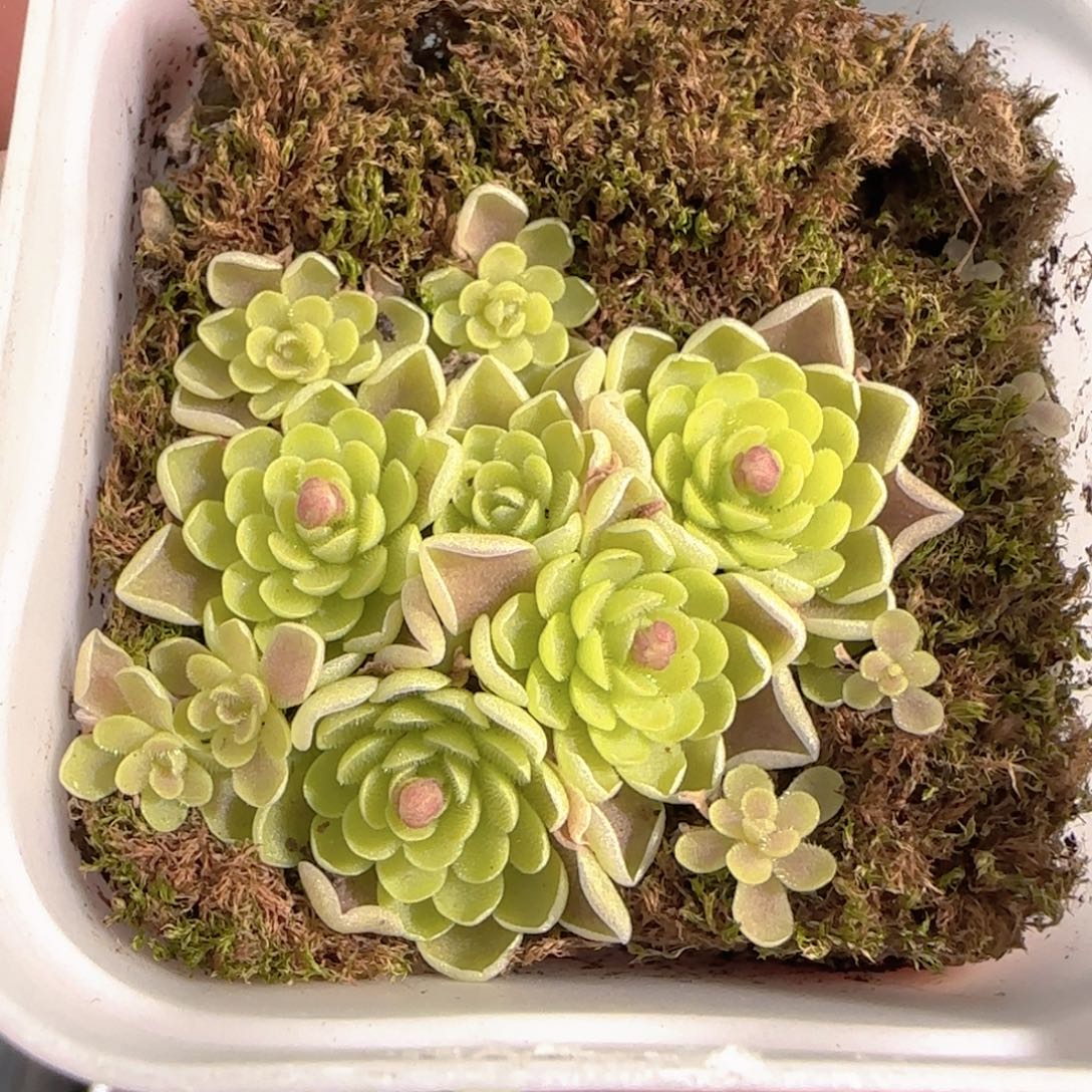 多肉0103-232捕虫堇