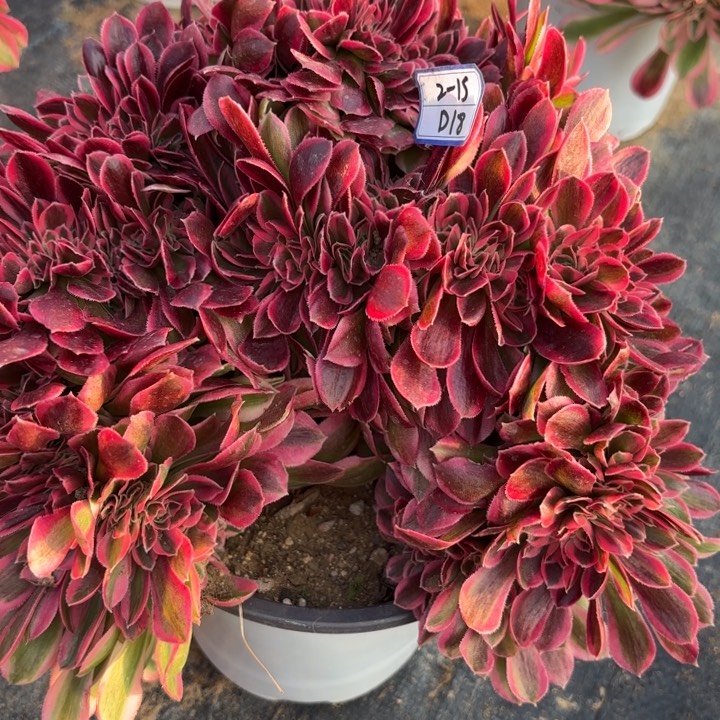 粉女巫缀有瑕疵断枝不包18