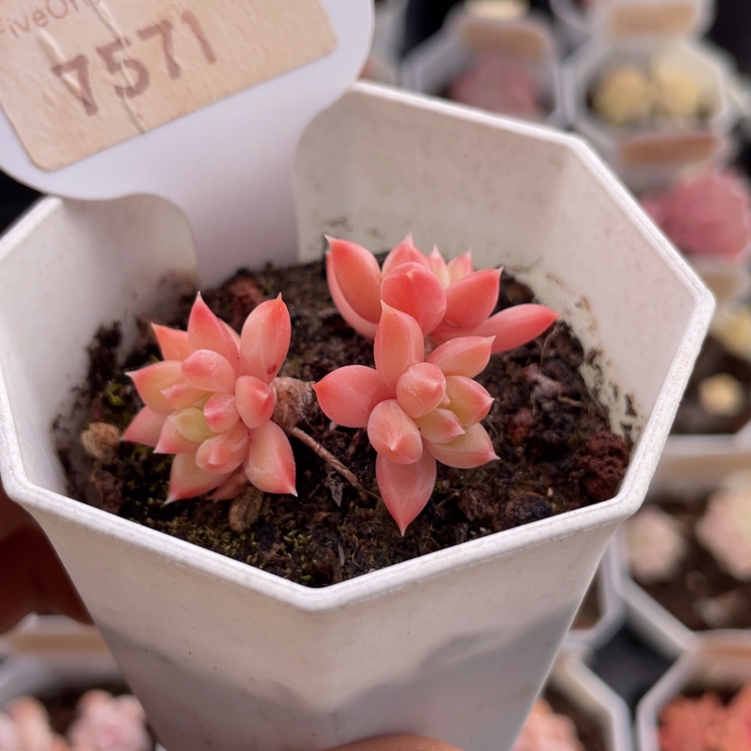 甲骨文7571-4.5厘米