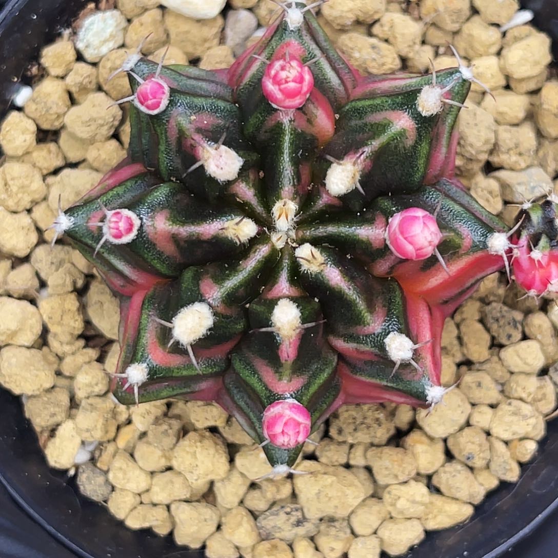 暗黑萝莉 一物一拍。