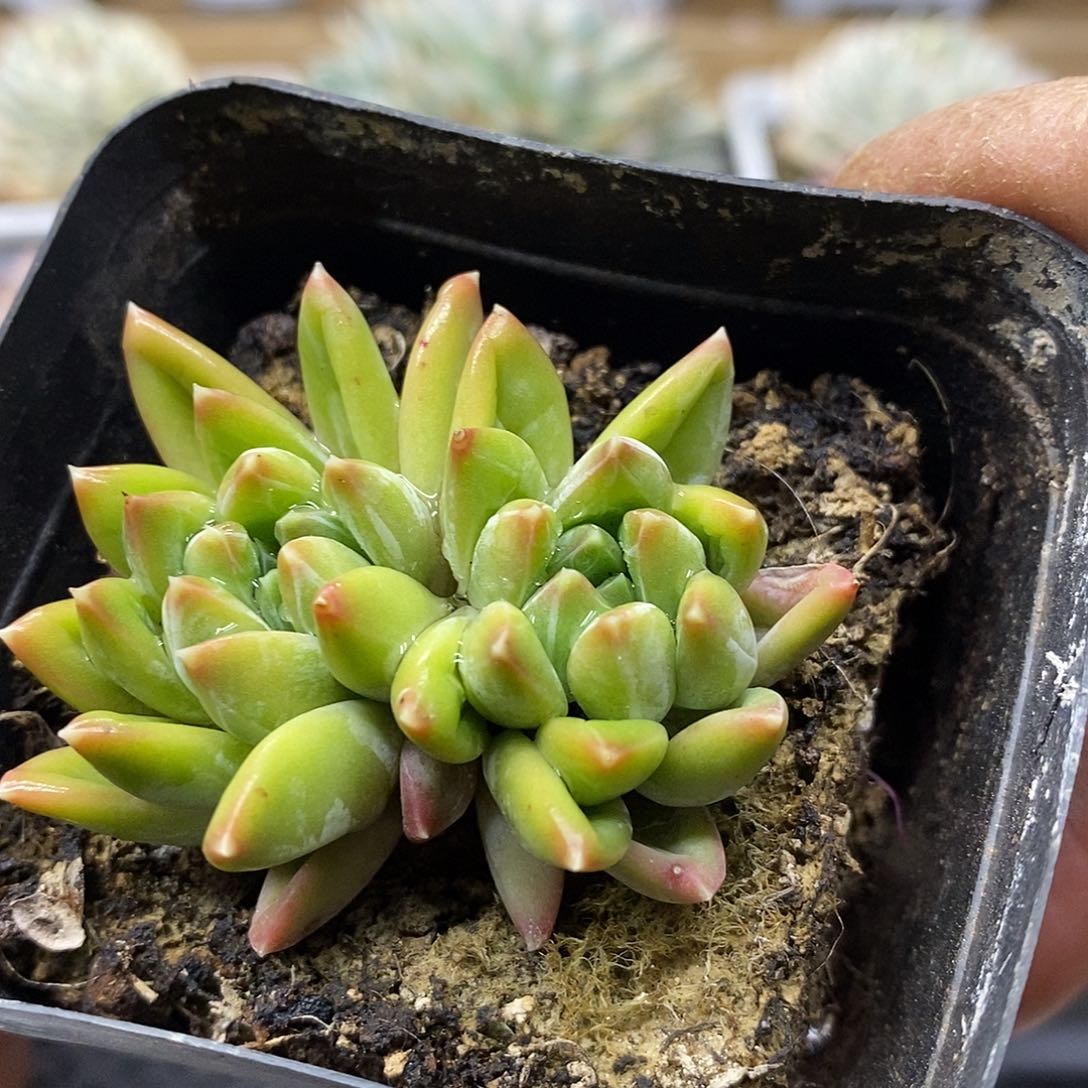 1359 雨花石双头