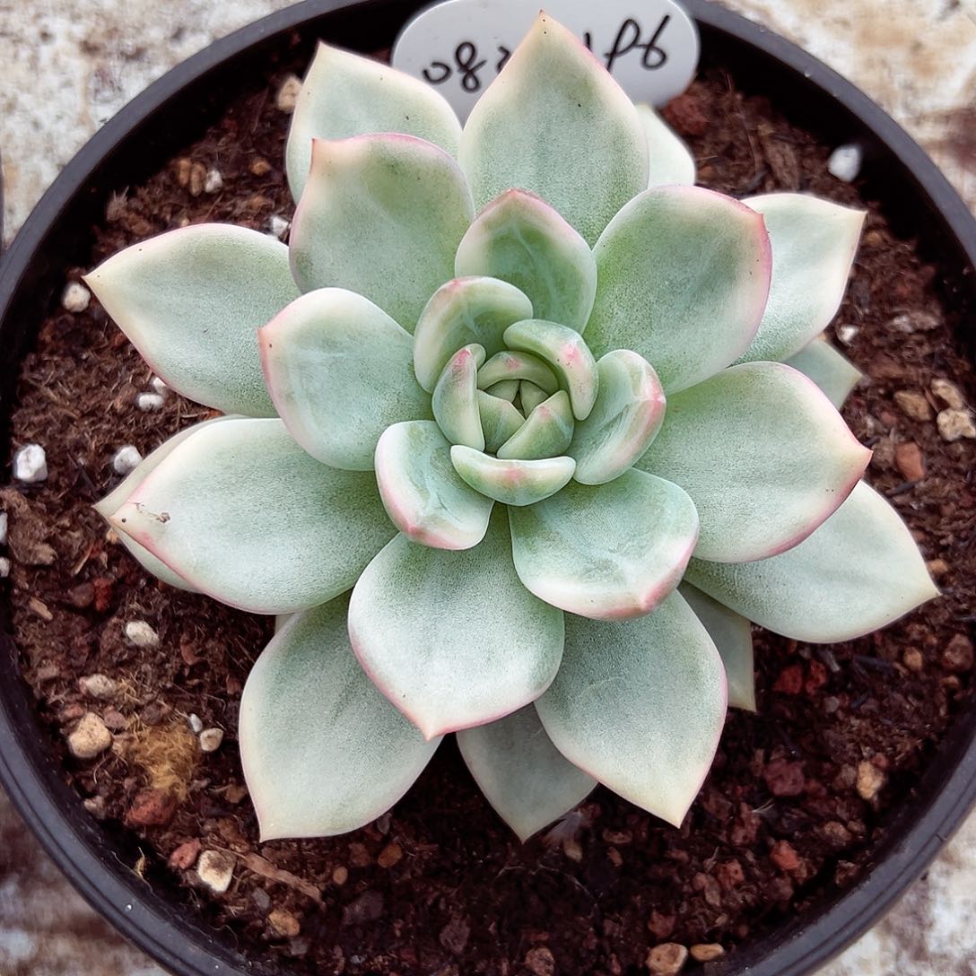 0830-196伊丽莎白锦