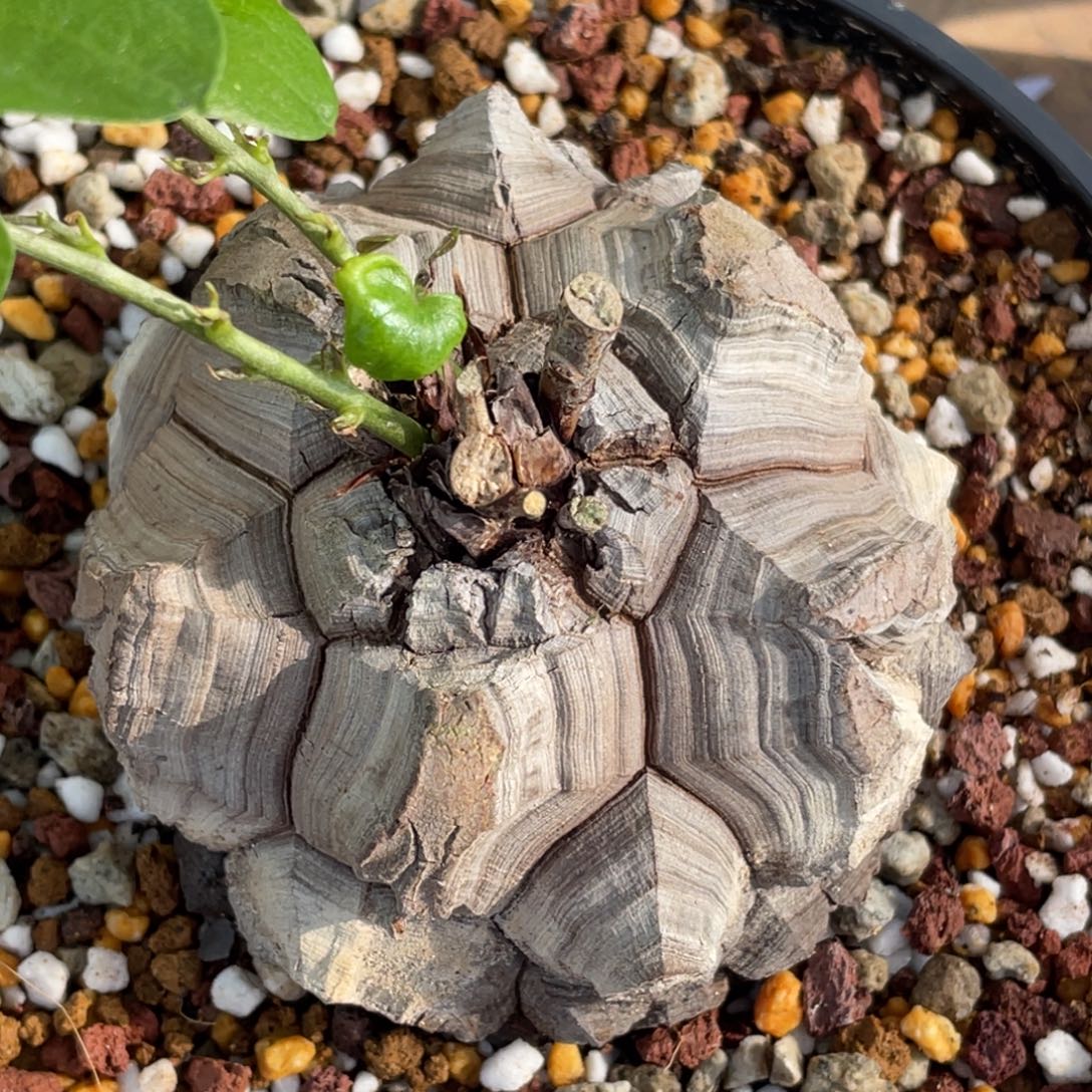 天眼，小精品龟甲龙