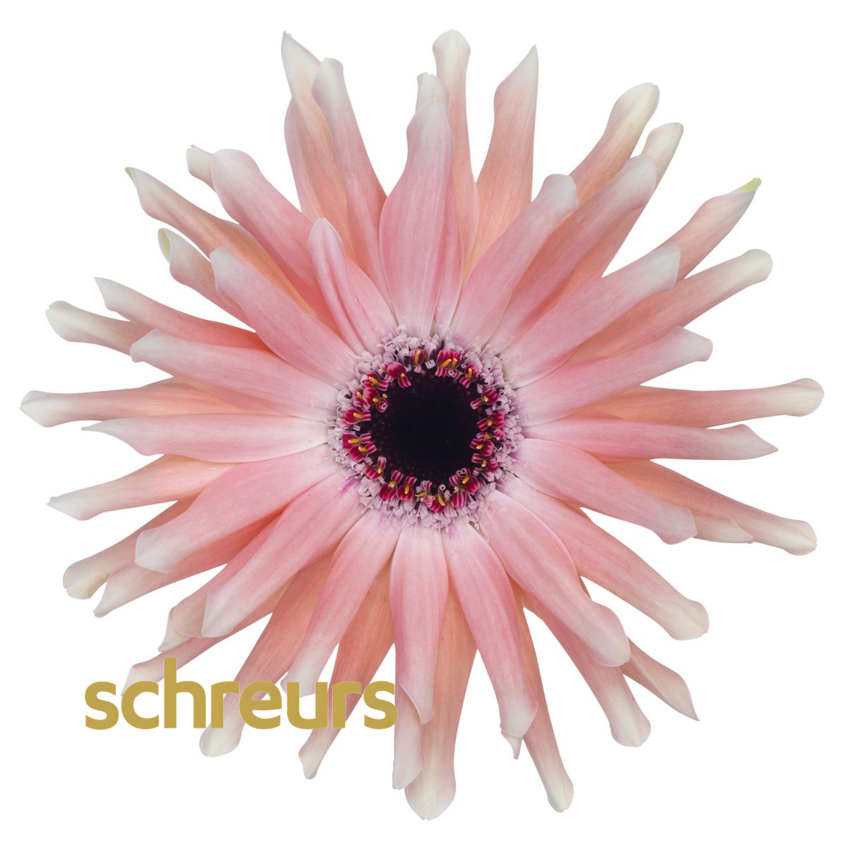 【七礼夫人】布拉格非洲菊 小众稀有品种  云南基地现采直发