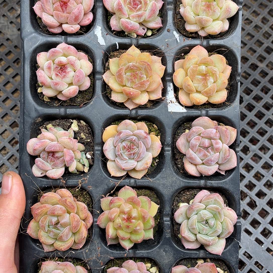 多肉一物一拍13-139