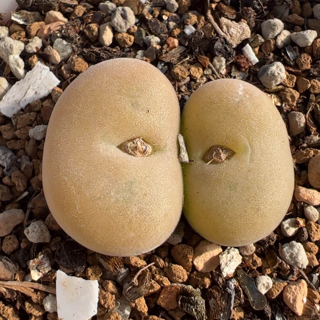 141多肉植物百科