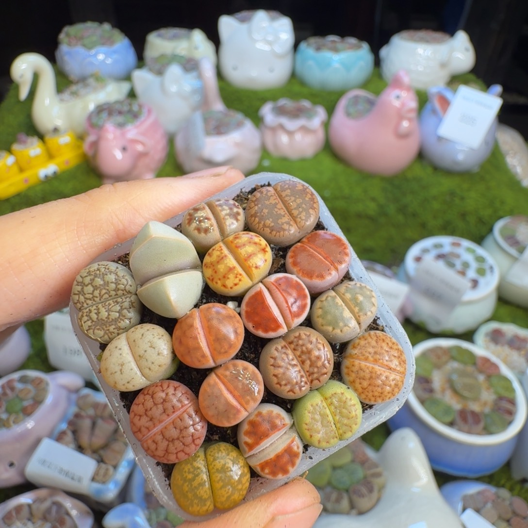 多肉植物福利冲254