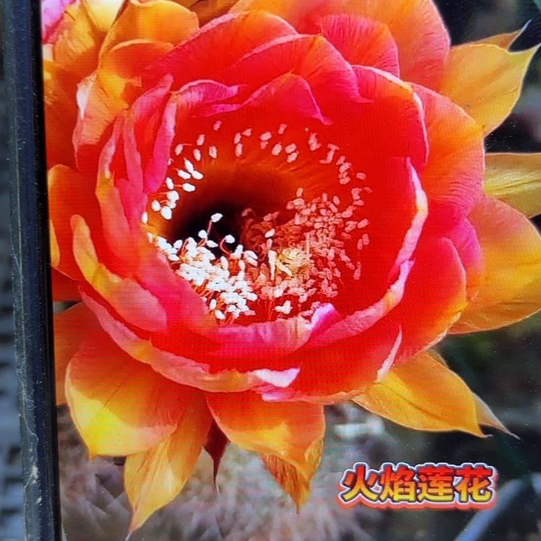 火焰莲花彩侧牙20包邮仙人球26