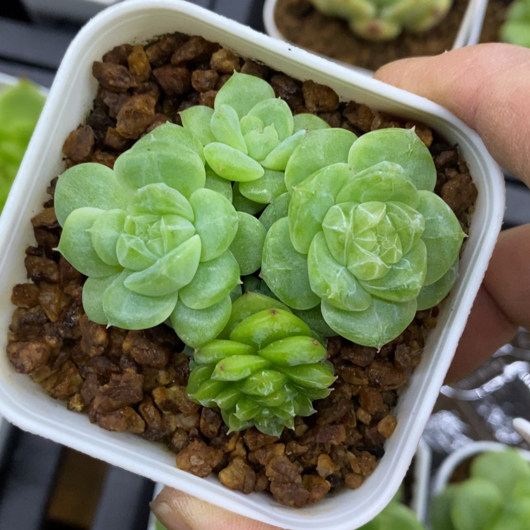 精品多肉一物一拍不包整270